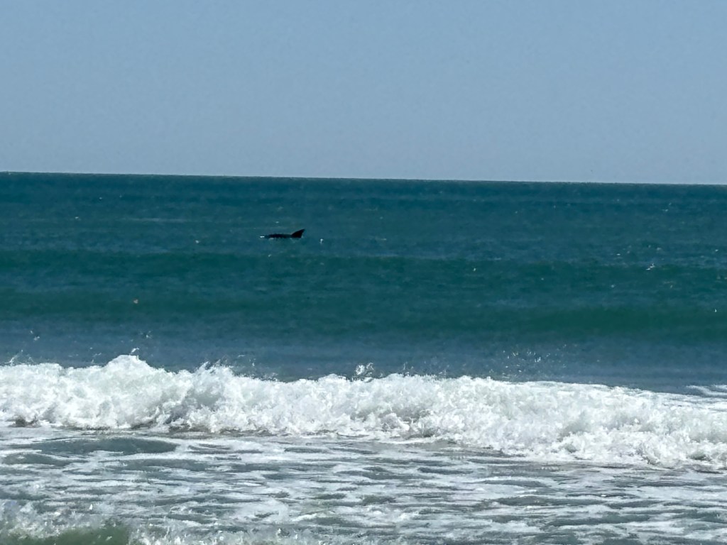 Dolphin off of Assateague Maryland, May 2025.
