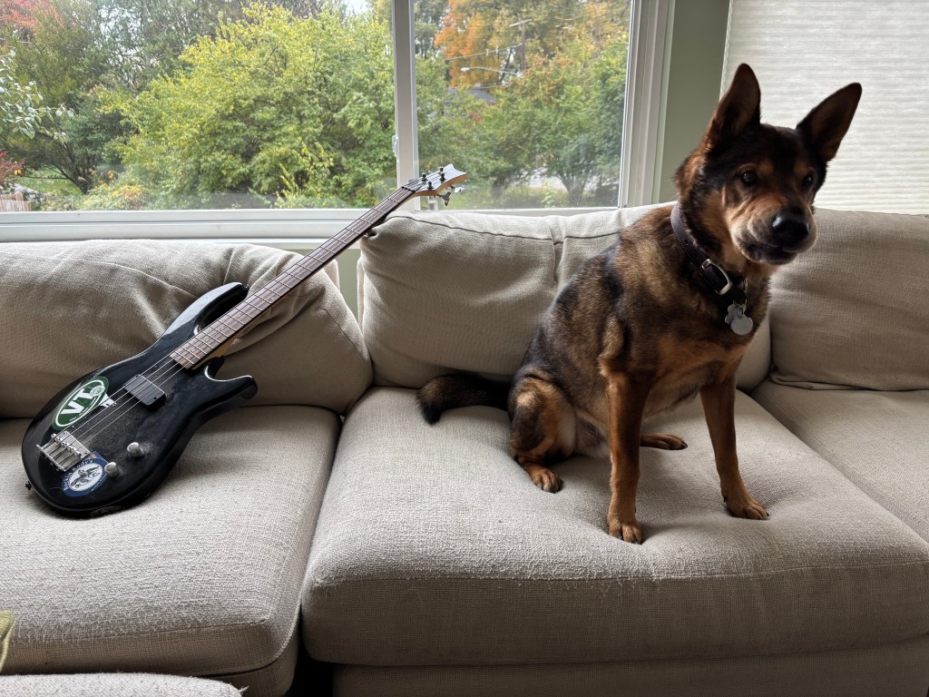 A dean electric bass guitar next to a posing Australian cattle dog mix. 
